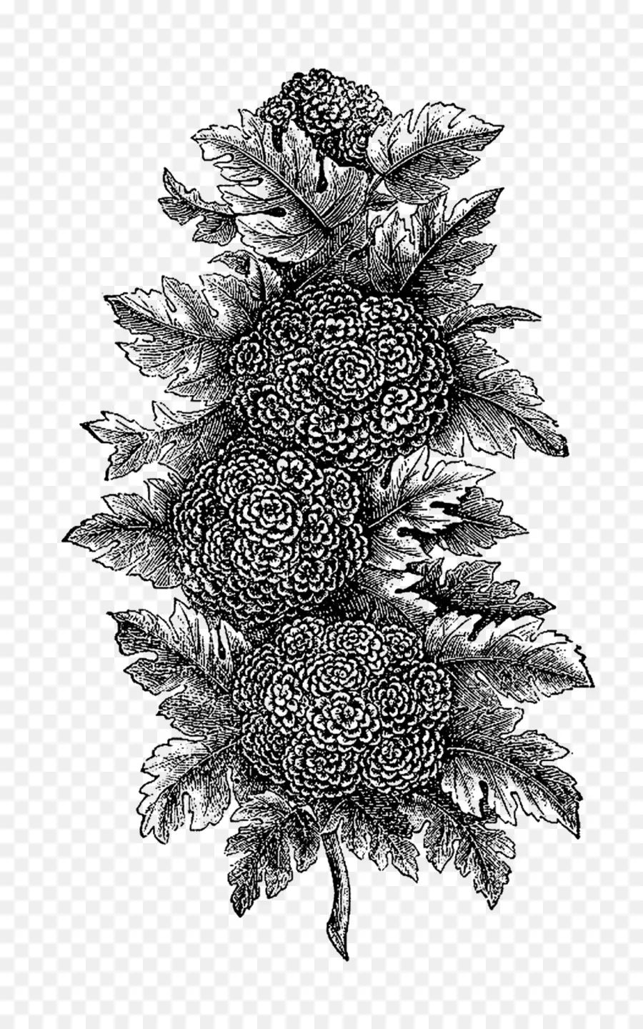 En Blanco Y Negro，Ilustración Botánica PNG