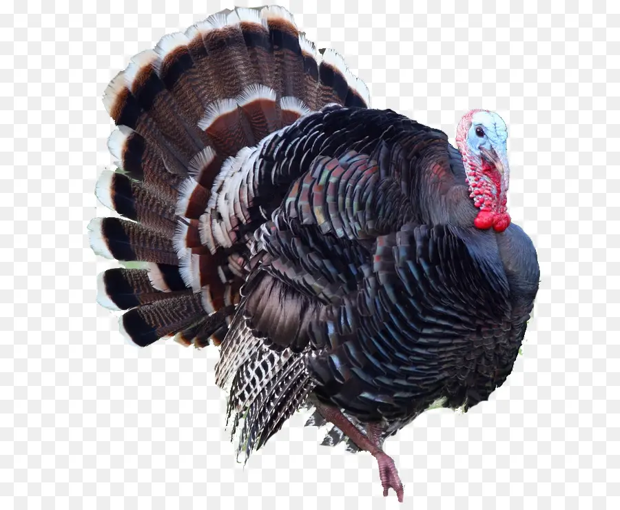 Caza De Pavos，La Carne De Pavo PNG