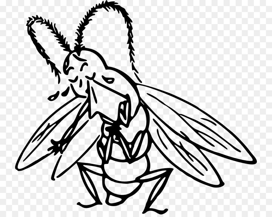 Los Insectos，Dibujo PNG