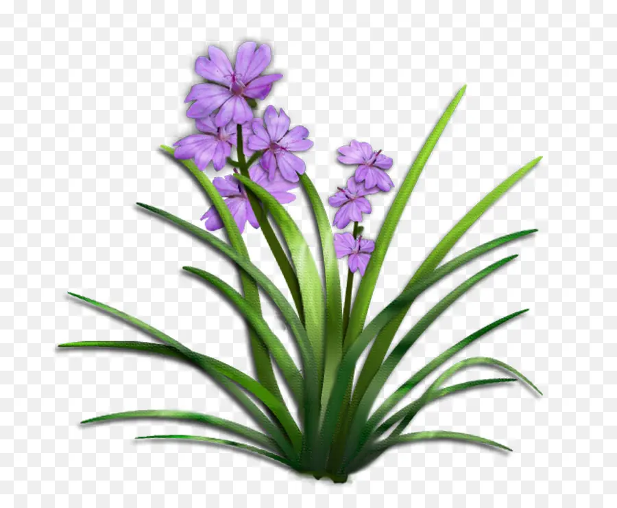 Flor，Planta PNG