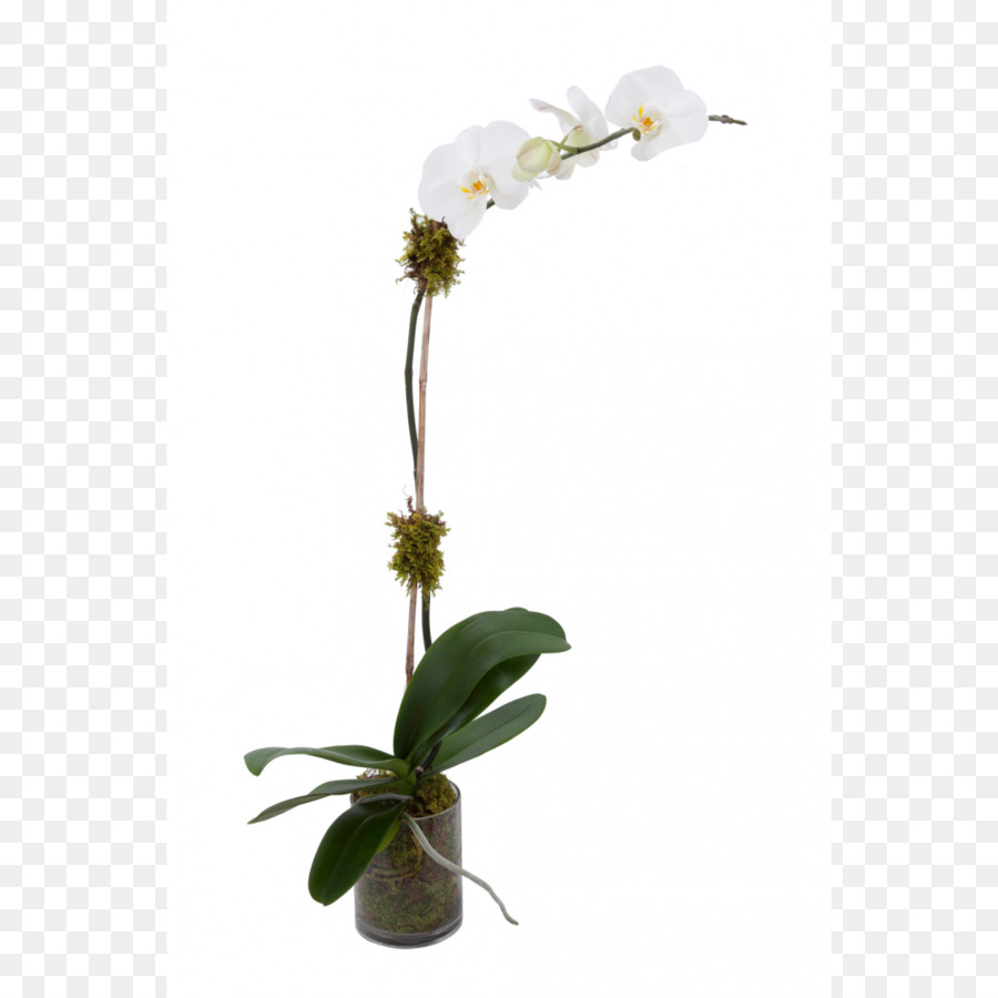 Las Orquídeas，Flor PNG