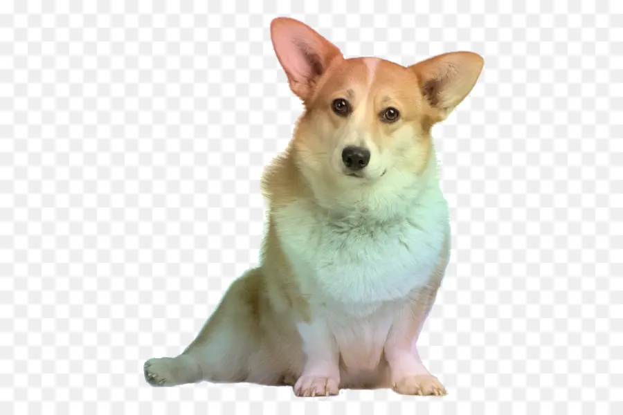 Corgi，Perro PNG