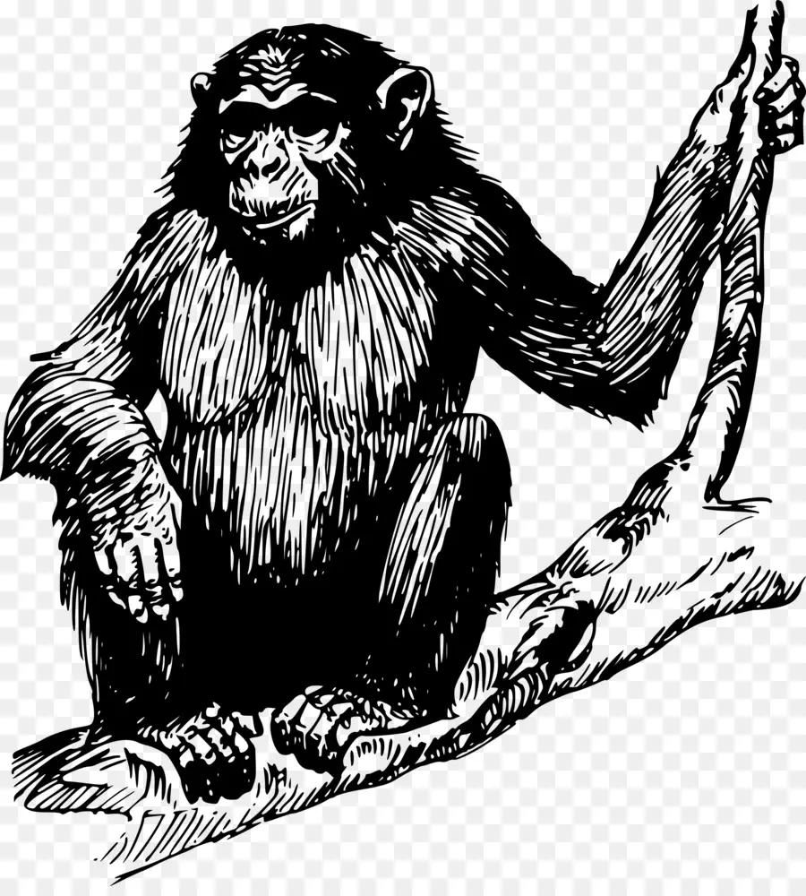 Chimpancé Dibujo，Chimpancé PNG