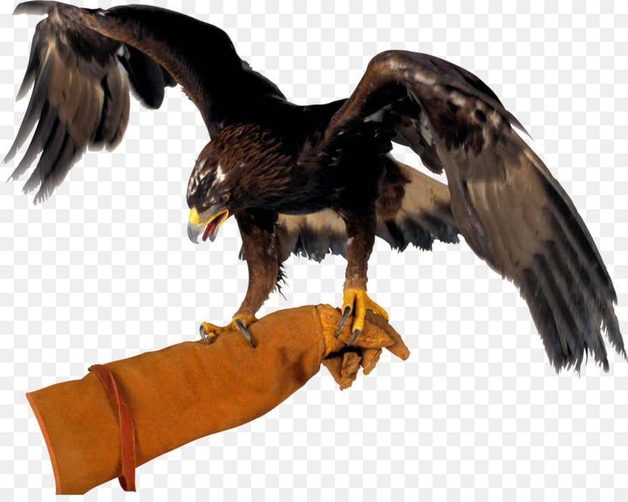 Vuelo，águila Calva PNG