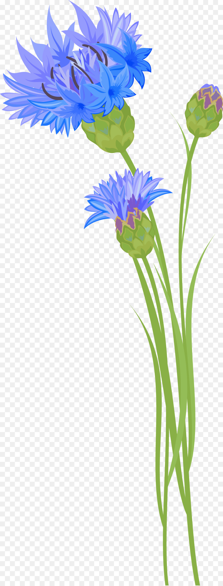 Aciano Azul，Florecimiento De Maíz PNG