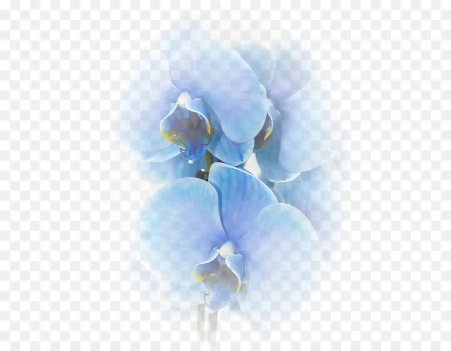 Orquídeas，Azul PNG