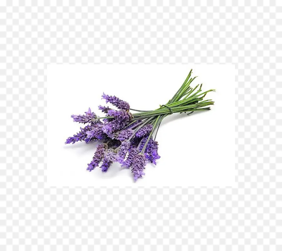 Lavanda，Hierba PNG