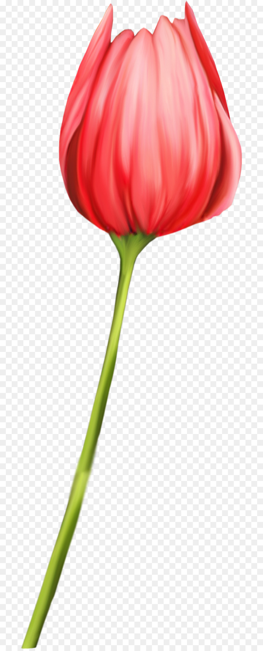 Tulipán Rojo，Provenir PNG