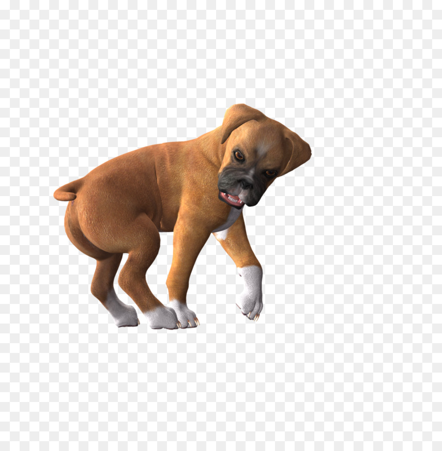 Cachorro，Boxer PNG