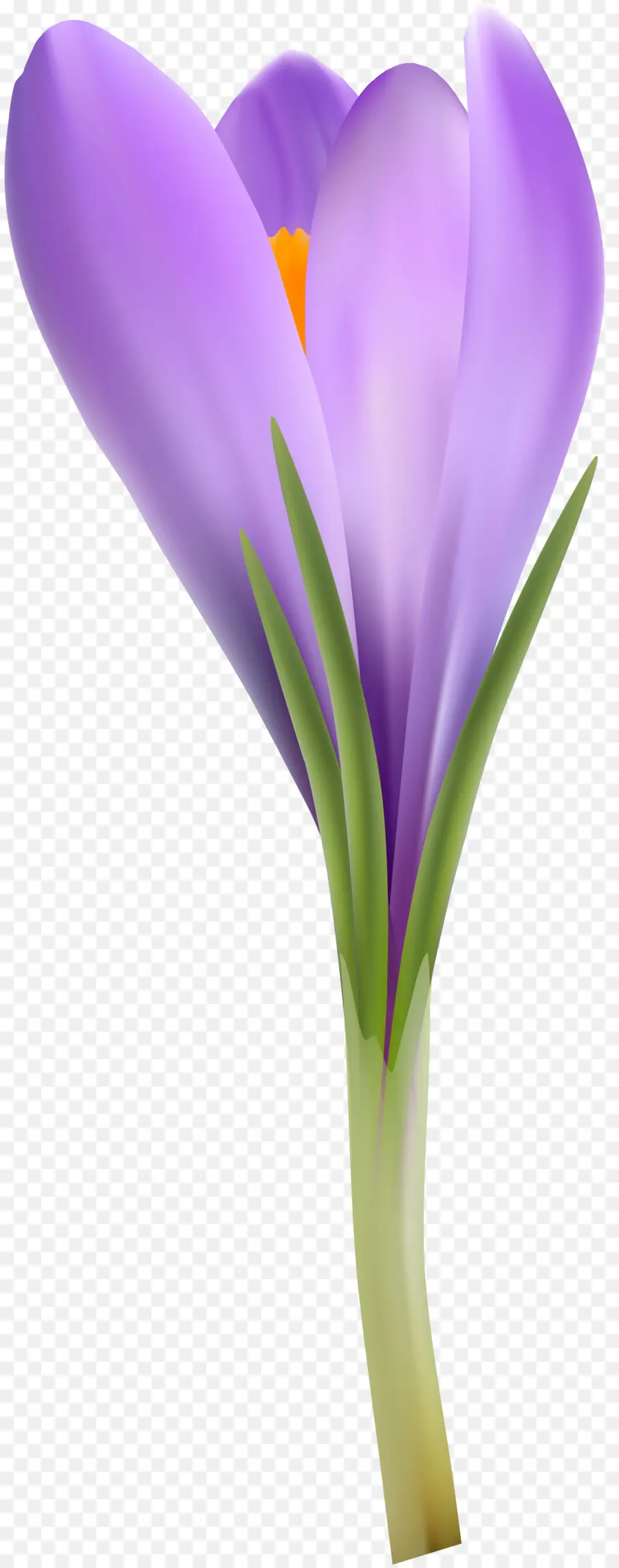 Flor，Crocus PNG