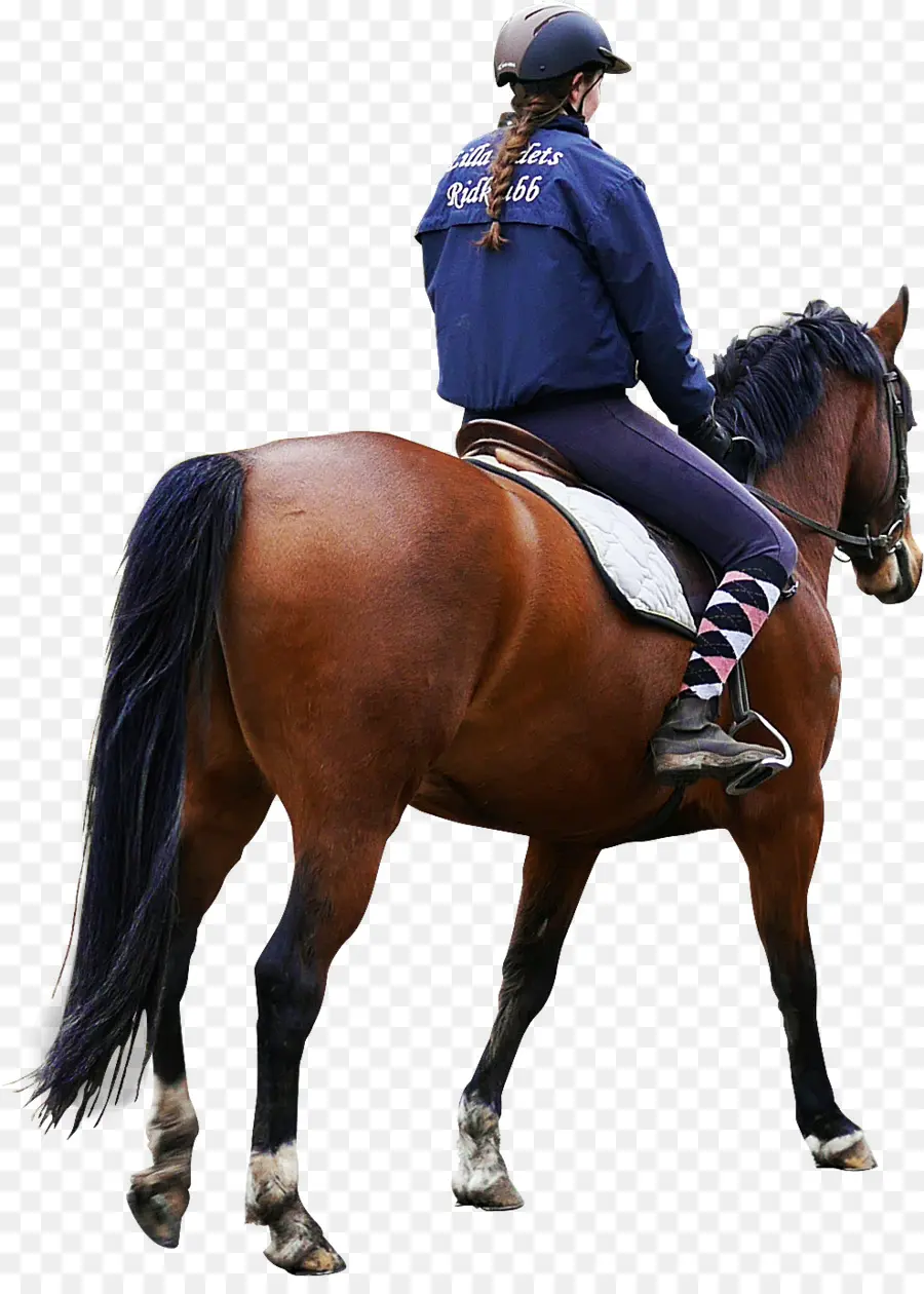 Jinete Del Caballo，Caballo PNG