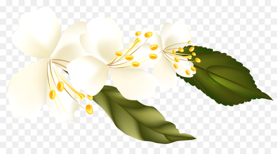 Flor，Los Gráficos De Ordenador PNG