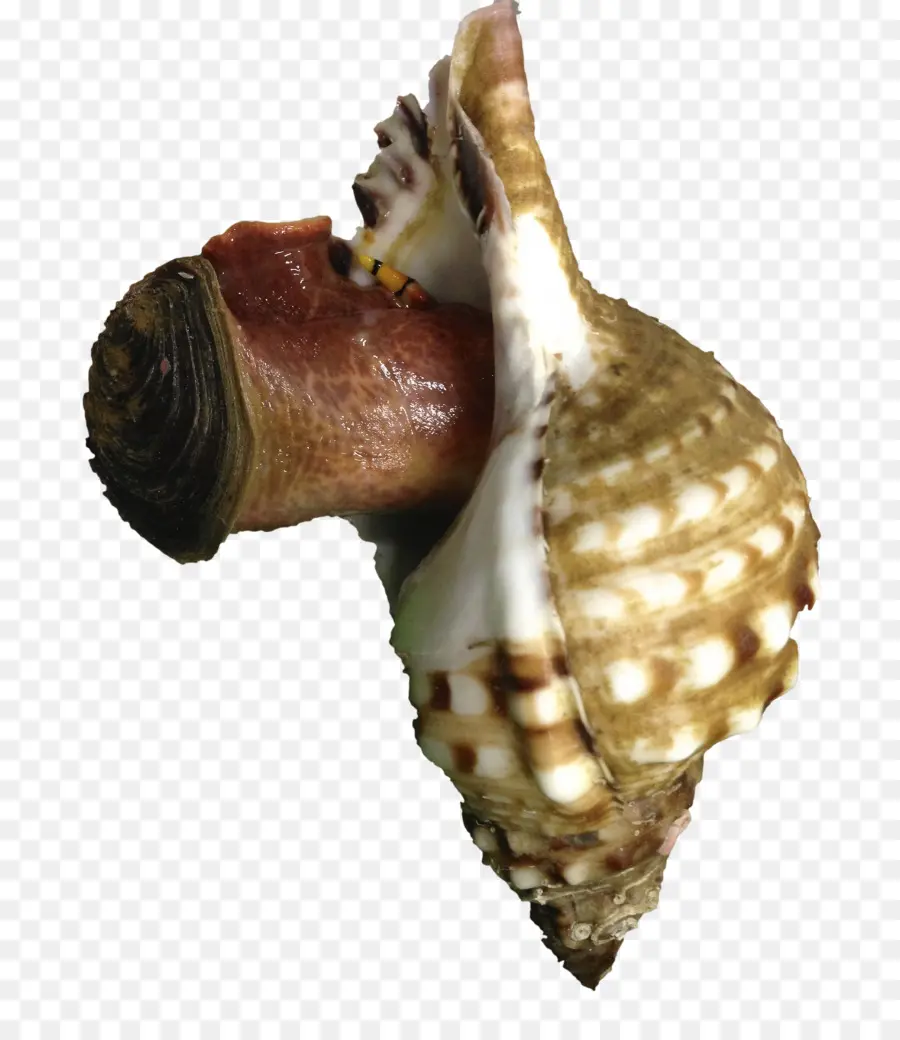 Caracol，Concha PNG