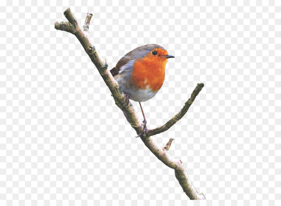 Pájaro，Europea Robin PNG