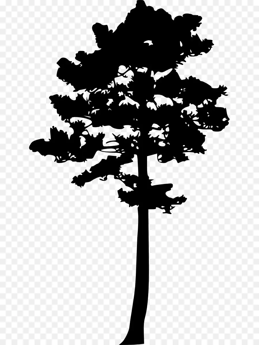 árbol，Planta PNG