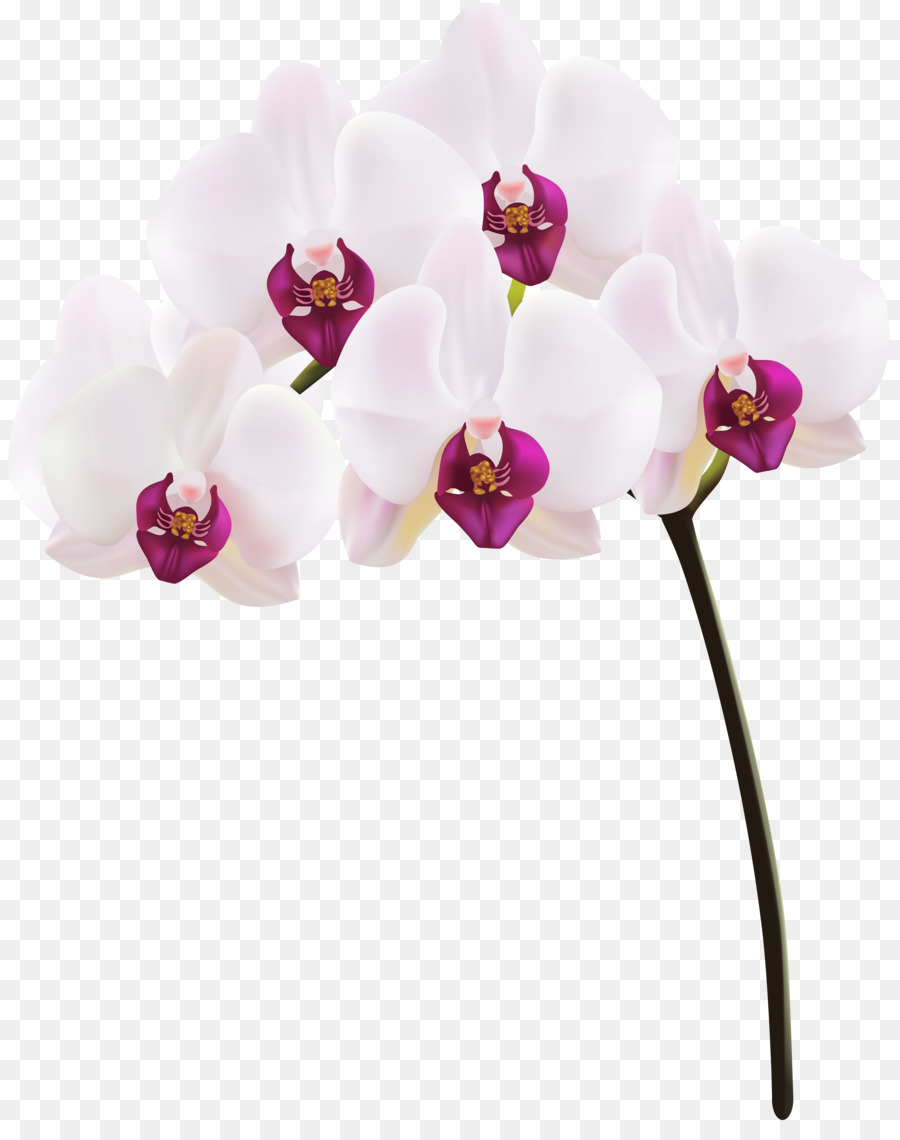 Orquídea，Rosa PNG