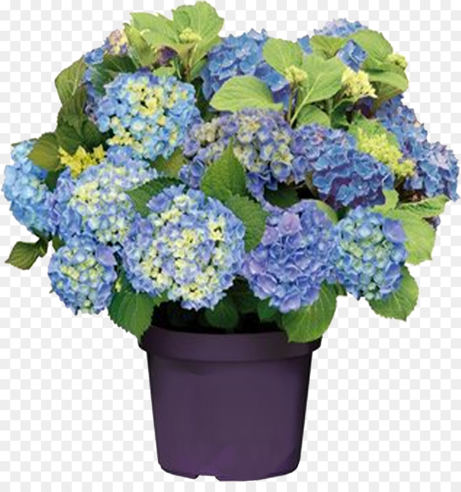 French Hydrangea，Panicled Hortensia PNG