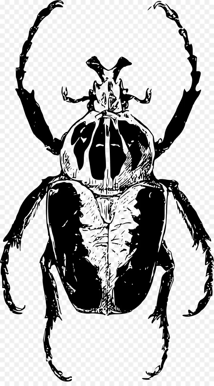 Escarabajo，Goliathus PNG