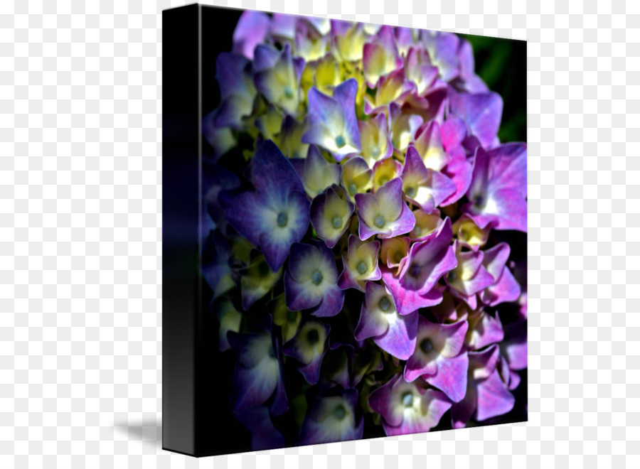 Flor，Hortensia PNG