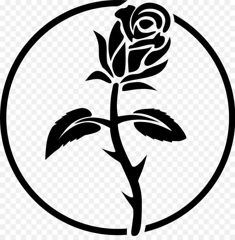 Rosa，Flor PNG