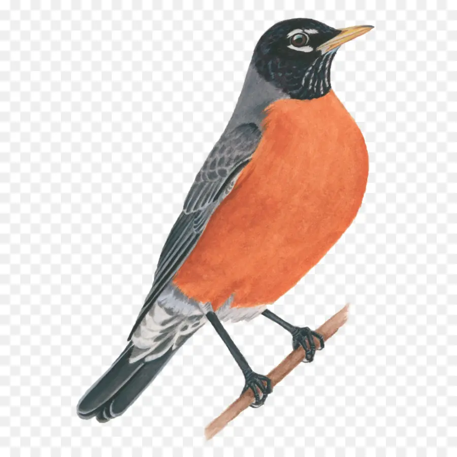 Pájaro，Europea Robin PNG