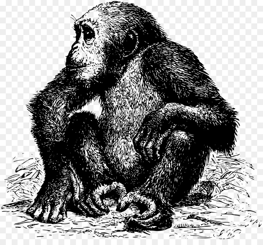 Chimpancé，Gorila PNG