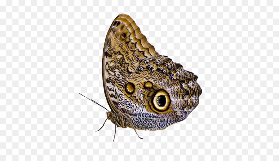 Mariposa Marrón，Alas PNG