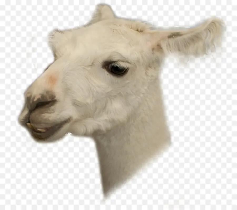 Llama，Deviantart PNG