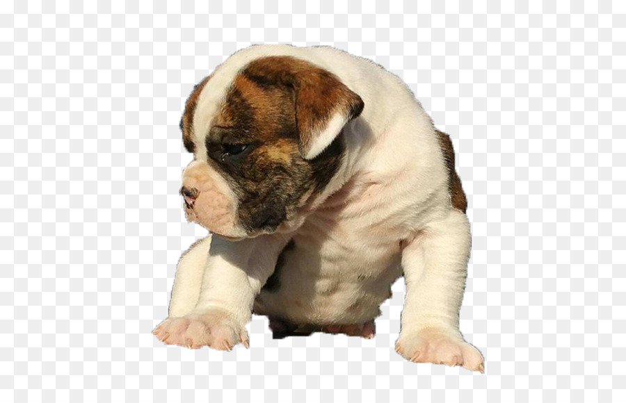 Bulldog，Olde English Bulldogge PNG