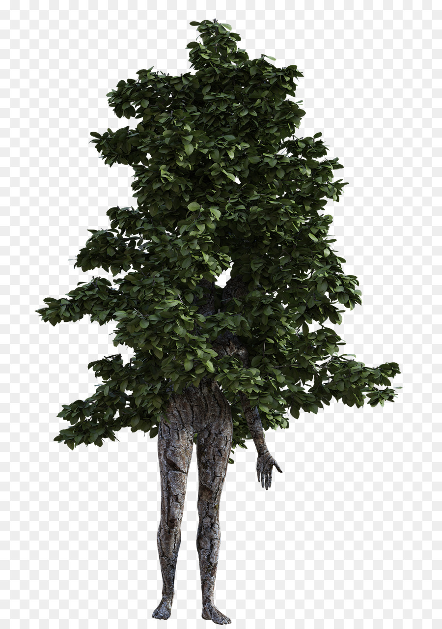 árbol Verde，Planta PNG