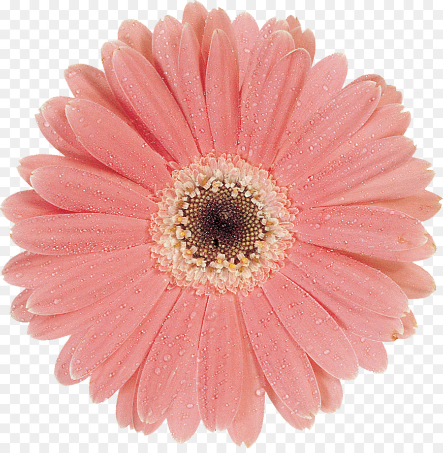 Las Flores Cortadas，Margarita PNG