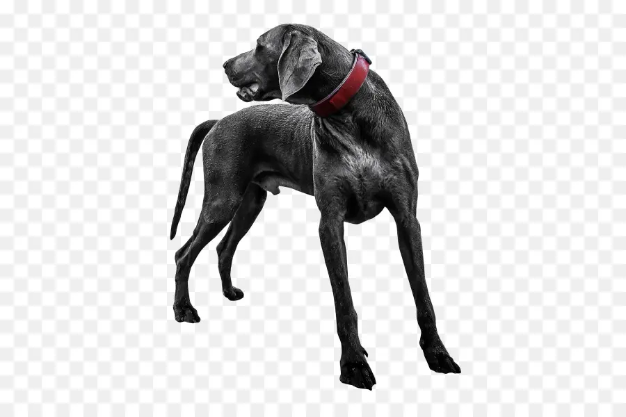 Perro Negro，Mascota PNG