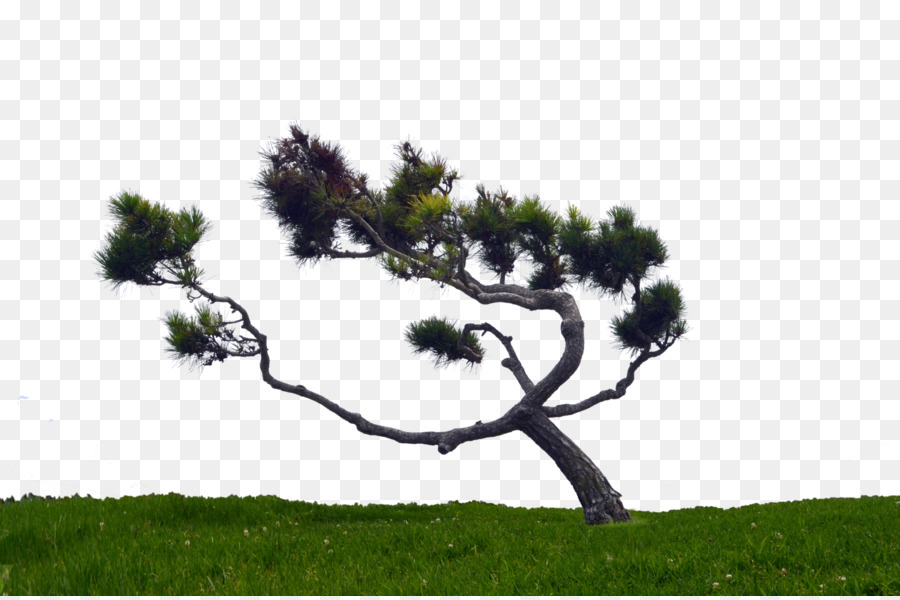 Pinus Contorta，árbol PNG