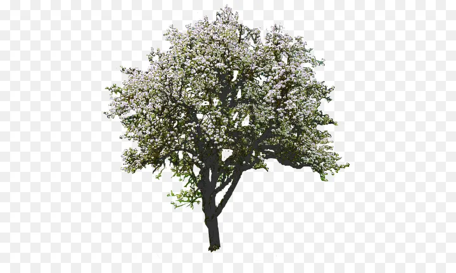 árbol，Magnolia PNG