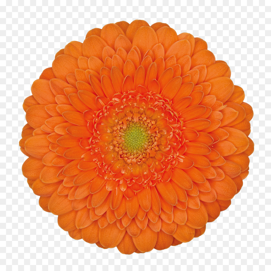 Flor，Naranja PNG