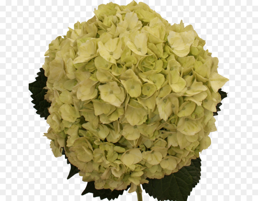 Hortensia，Flor PNG