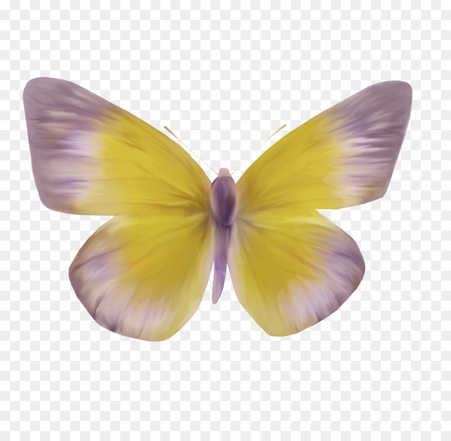 Mariposa，Polilla PNG