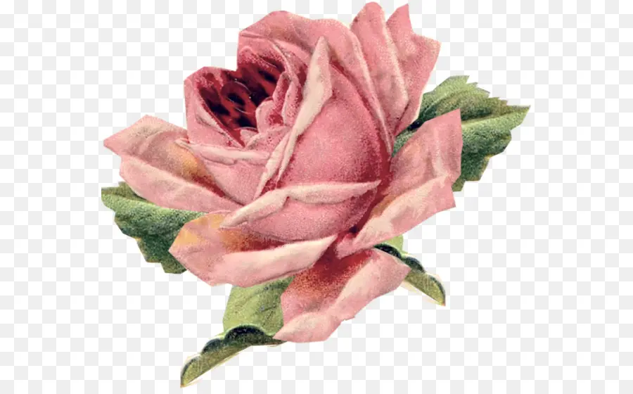 Rosa Rosa，Pétalos PNG