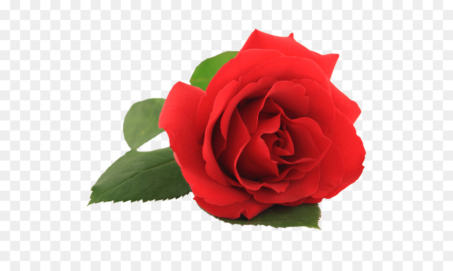 Rosa，Flor PNG