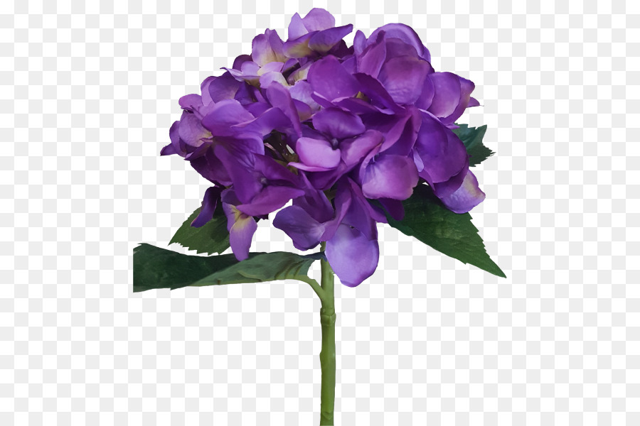 Planta，Hortensia PNG