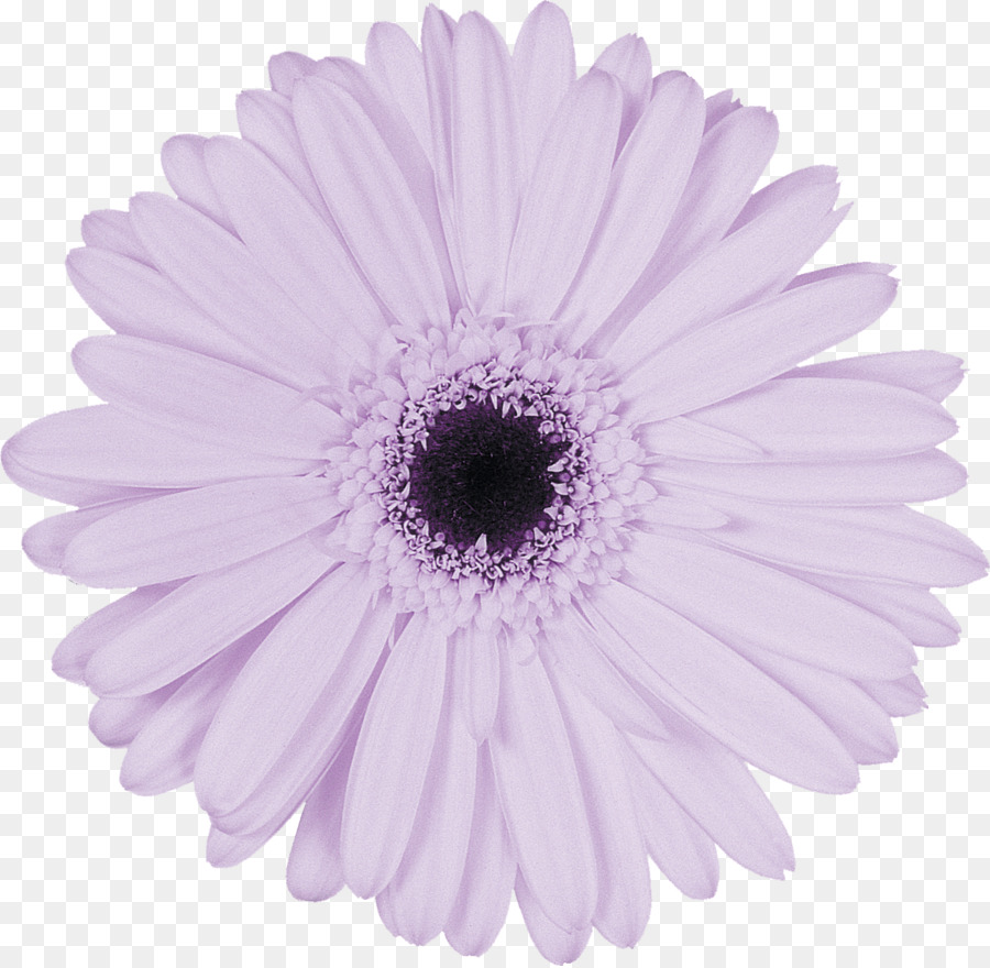 Flor，Florecer PNG