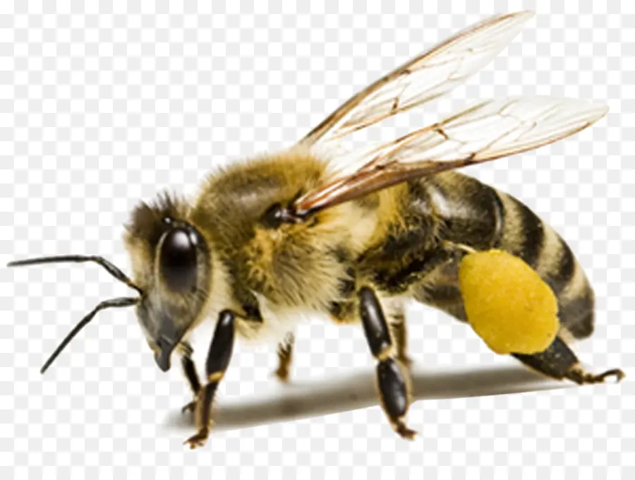 Abeja，Miel PNG