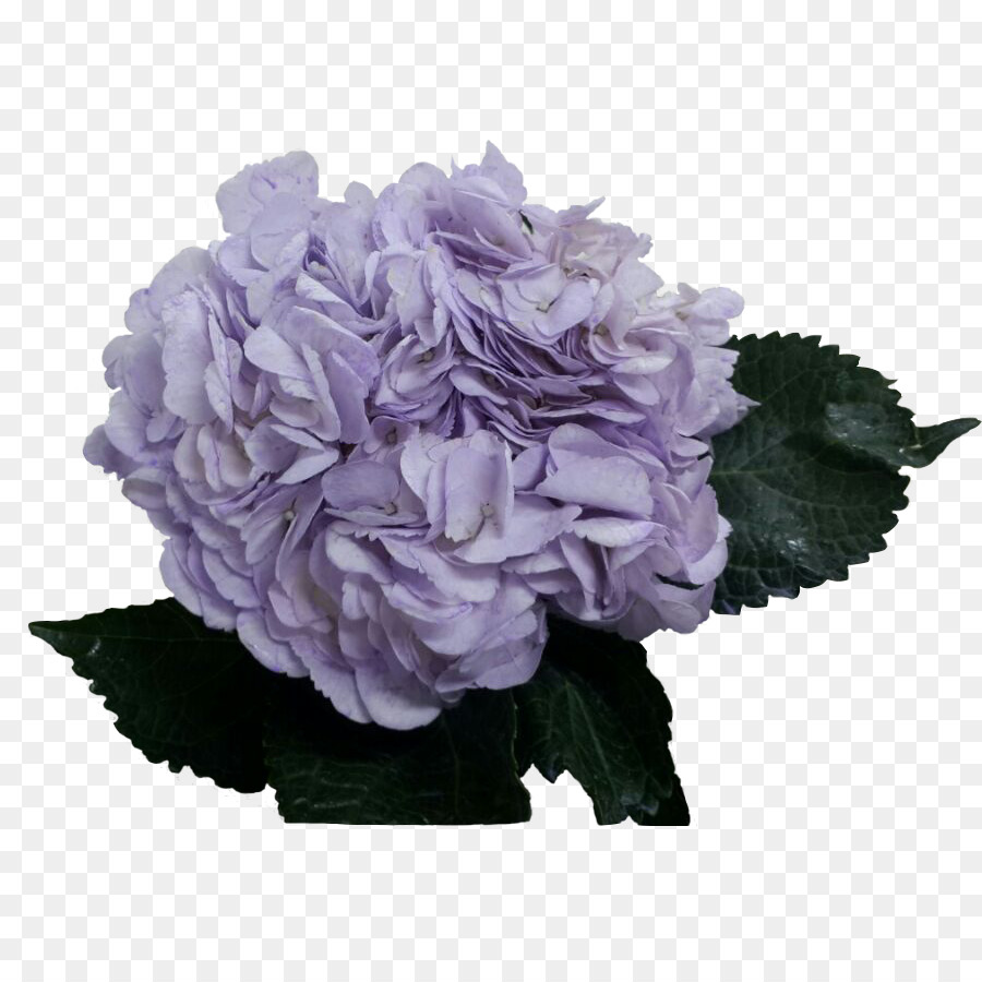 Hortensia，Lavanda PNG