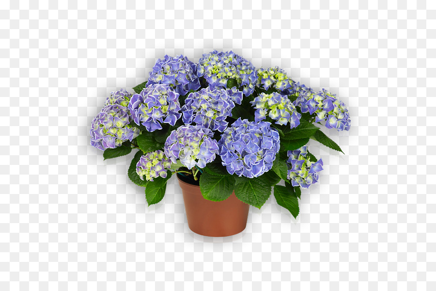 Flor，French Hydrangea PNG