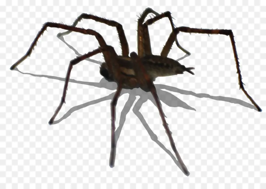 Araña，Espeluznante PNG