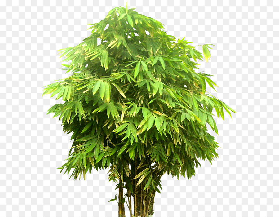 Árbol，Hojas PNG