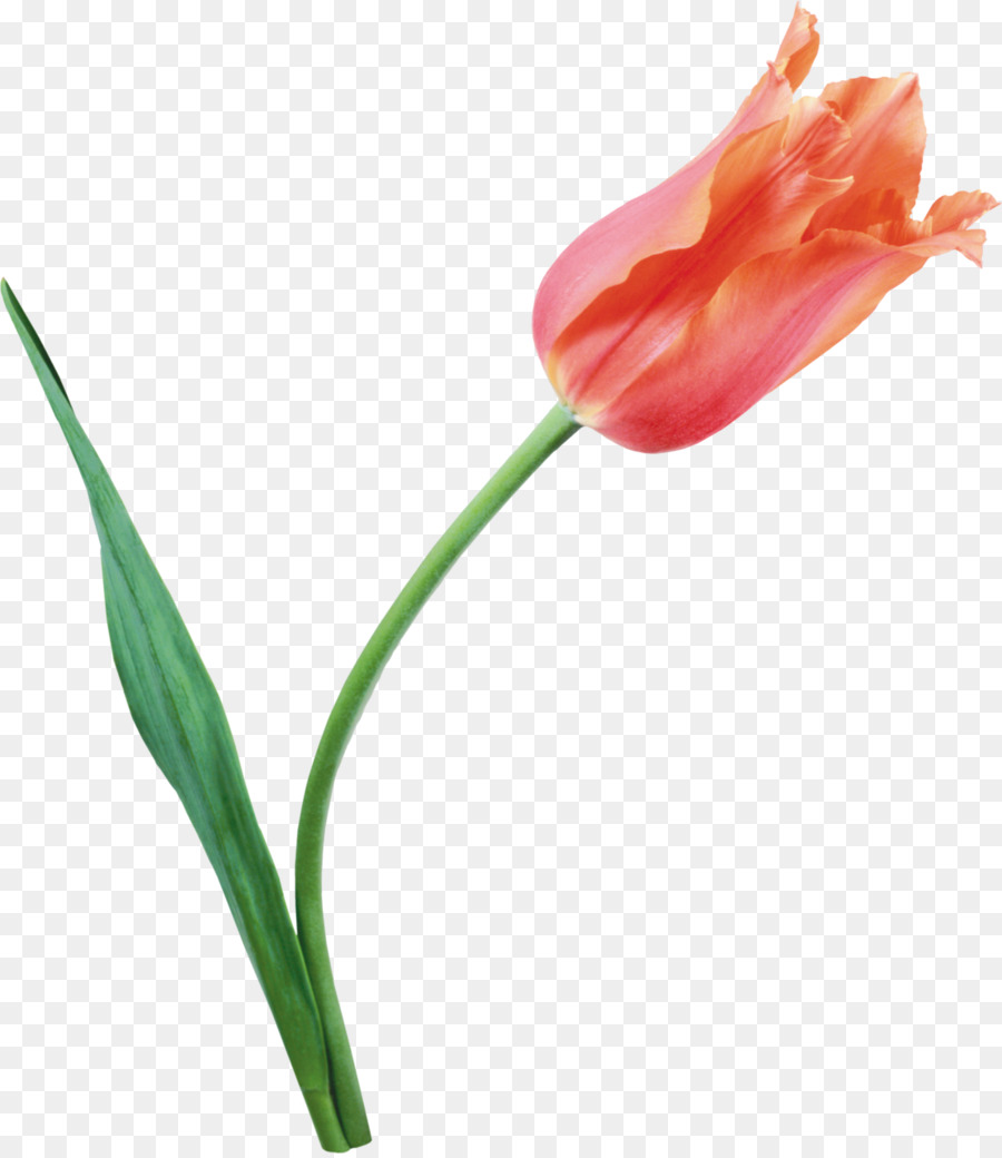 Tulipán，Flor PNG