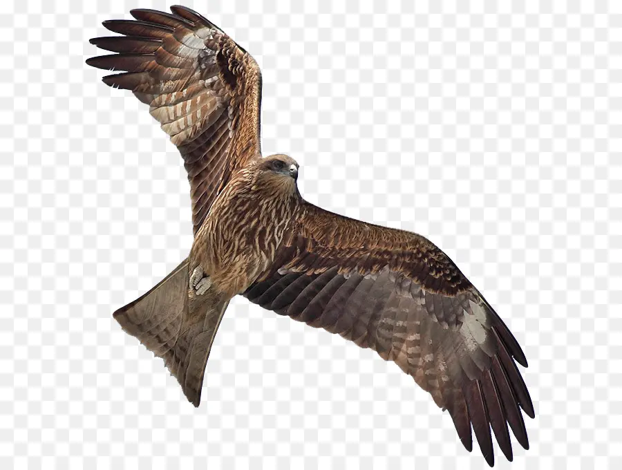 Pájaro，Kite PNG