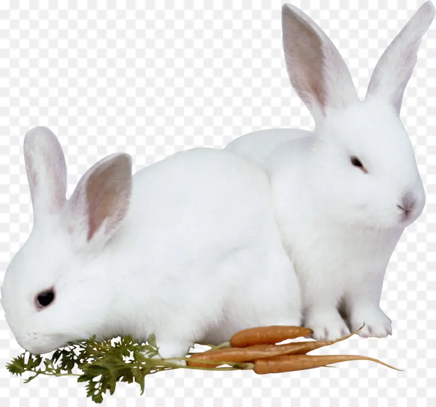 Hare，Conejito De Pascua PNG