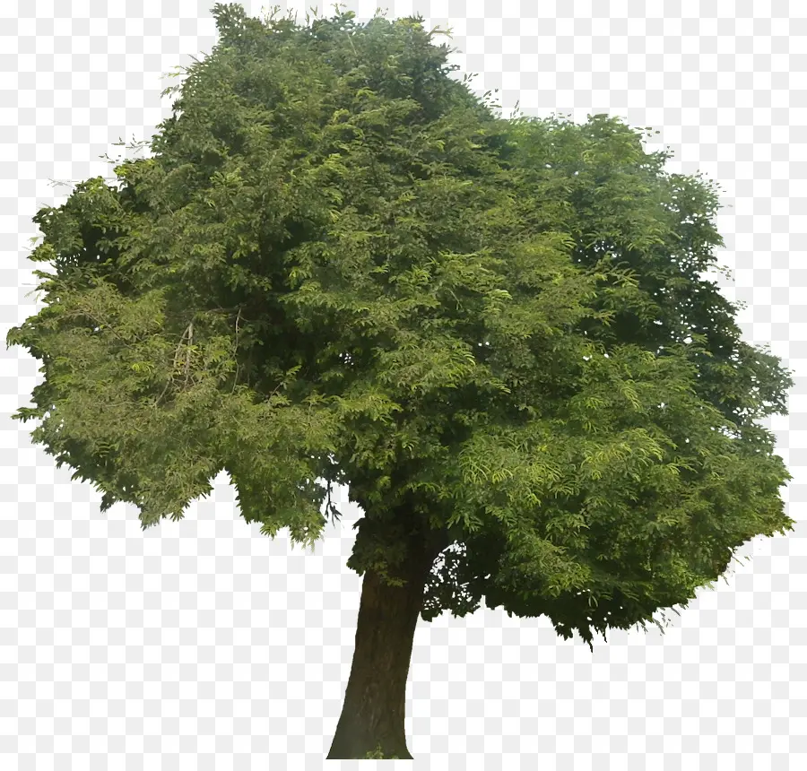 Tamarindo，árbol PNG